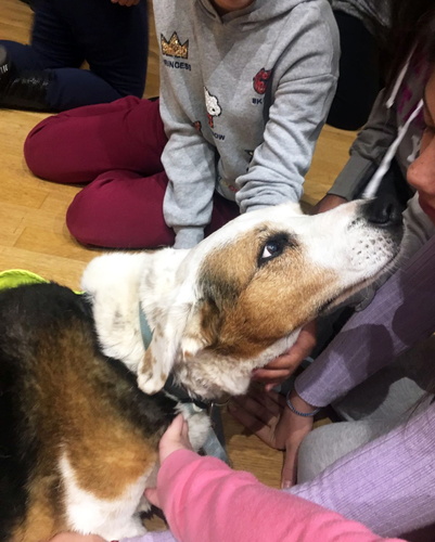 Ενημερωτικές επισκέψεις σε σχολεία με την συμμετοχή θεραπευτικών σκύλων